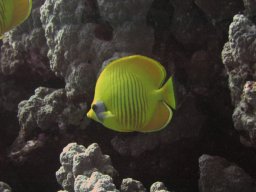 hamata_200711-12 009